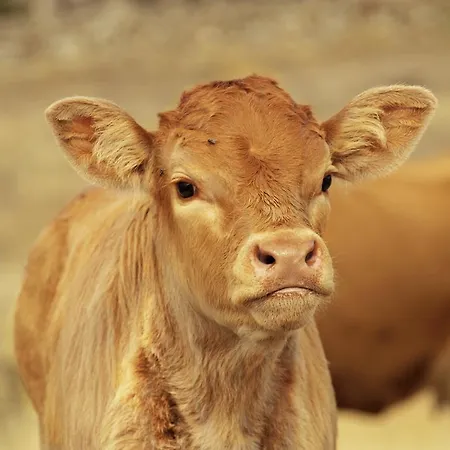 Casa Rural El Cabezo